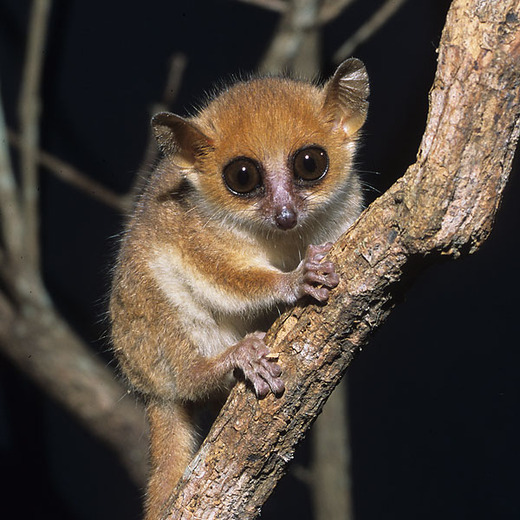 Lemurs Leap To Forefront Of The 'World's Most Endangered Vertebrate List'