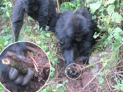Smart Gorilla Youngsters Thwart Crafty Poachers By Dismantling Snares (VIDEO)