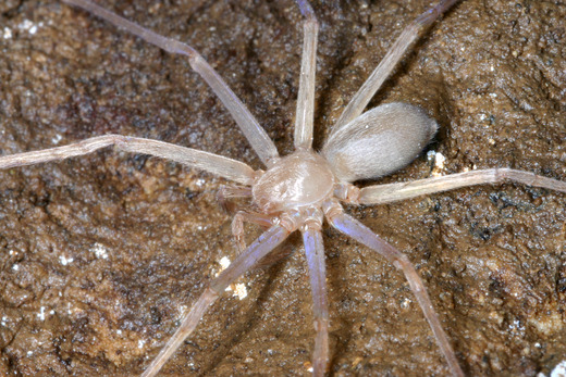 World's First Eyeless Spider Discovered in Southeast Asia