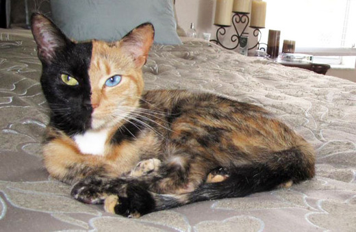 Meet Venus, The World's Only Known Two-Faced Cat