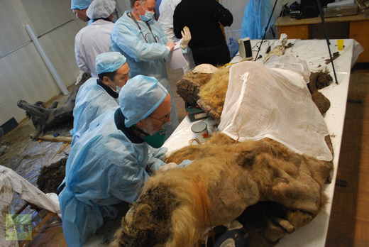 Perfectly Preserved Woolly Mammoth Provides New Hope Of Resurrecting The Mighty Mammal