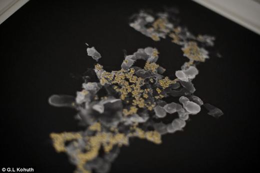 Bacteria Turn Toxic Liquid Into Pure Gold Nuggets!
