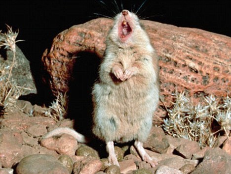 Mice - The New Singing Sensations?