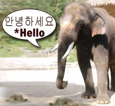 An Elephant That Speaks Korean? . . . . . . Hmmmm!