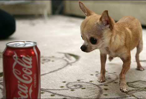 The Competition For Title Of 'World's Smallest Dog' Heats Up!