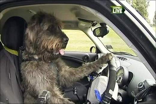 Dogs That Can Drive A Car? You Better Believe It!