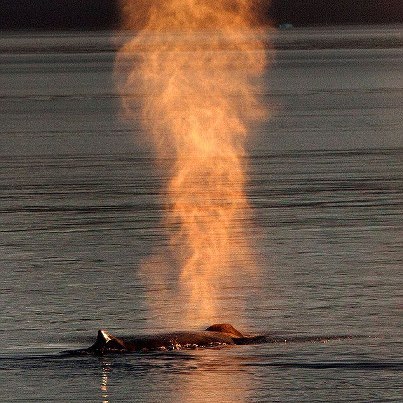 Humpback Whales That Can Spout Fires And Rainbows? Hmm . . . . .