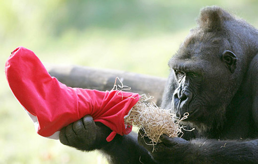 Taronga Zoo Animals Enjoy An Early Christmas