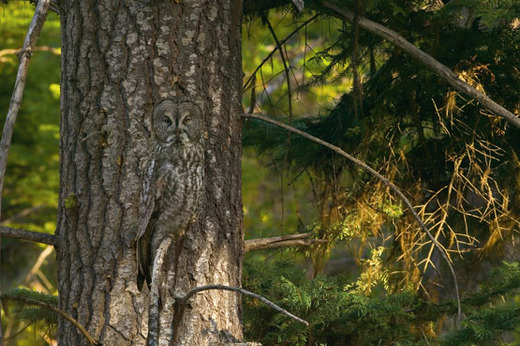 Photographer's Quest To Seek Out Nature's Best Camouflage Artists