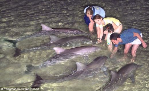Australia's Wild Dolphins Come Bearing Gifts For Their Human Friends