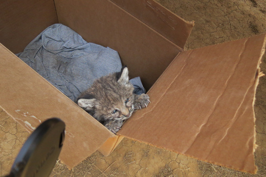 Chips, The Bobcat Who Is Just Too Nice!