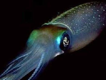 Elusive Giant Squid Finally Caught On Camera