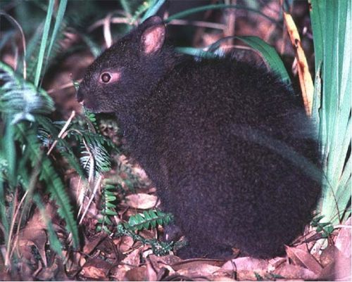 YAY! Japan's Rare Black Amami Rabbits No Longer Endangered!