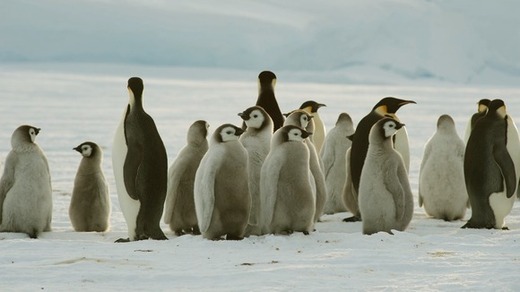 Emperor Penguin Colony Welcomes First Human Visitors