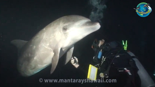 Distressed Dolphin Seeks Out Help From Human Divers