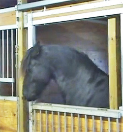 Video Of The Week - Friesian Horse Is Stable Lock Opener Extraordinaire