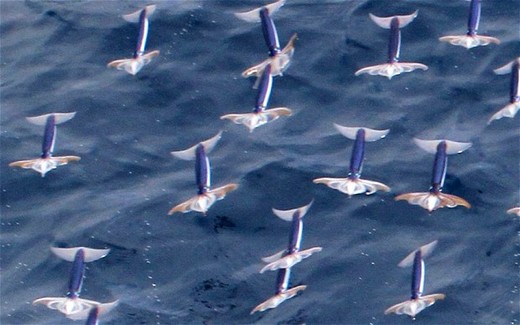 While Pigs May Never Fly, Squids Sure Do!