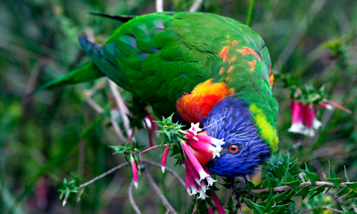 Researchers Believe Flowers Evolved Their Color To Attract The Best Pollinators