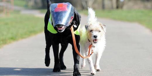 Canines Demonstrate The True Meaning Of 'Best Friends Forever'