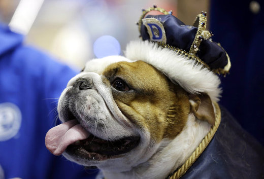 Four Year-Old Huckleberry Is World's 'Most Beautiful Bulldog'