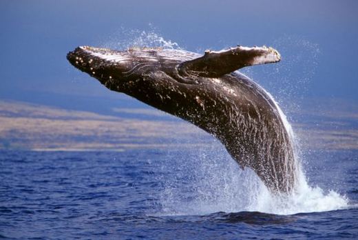 Humpback Whales Share New Hunting Techniques