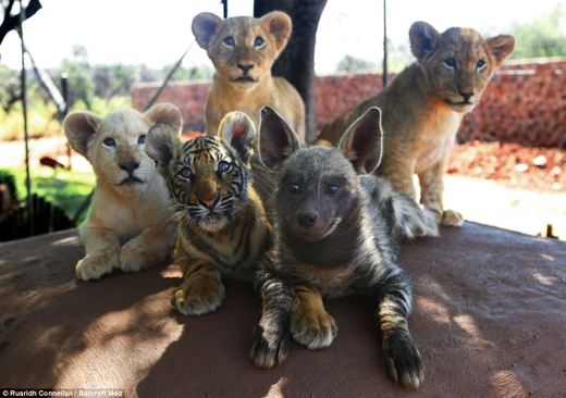 Abandoned Lion, Tiger And Hyena Cubs Form Unusual Bond