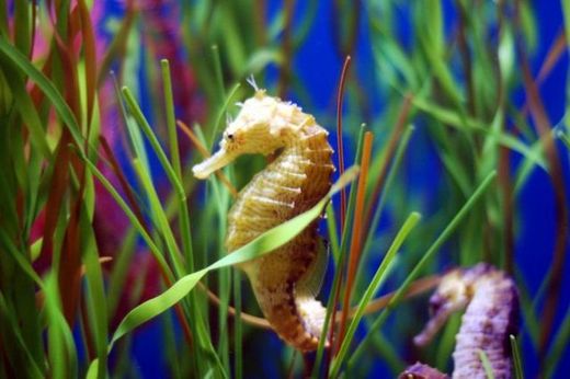 The Deceptively Frail Seahorse Provides Inspiration For Robotic Armor Designs