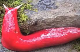 Australian Park Rangers Discover Neon Pink Slugs