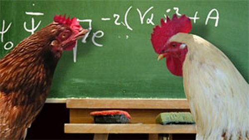 It's Official! Chickens Are Smarter Than Human Toddlers!