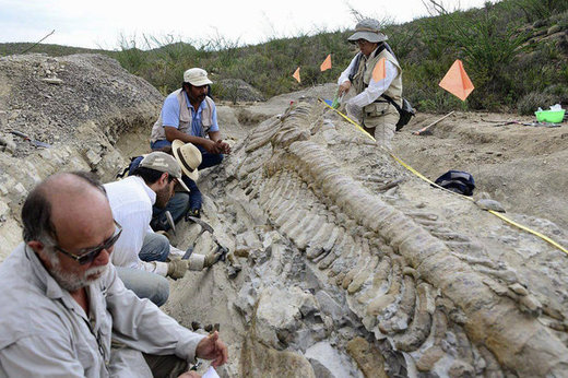 72-Million-Year-Old Dinosaur Tail Unearthed In Mexican Desert