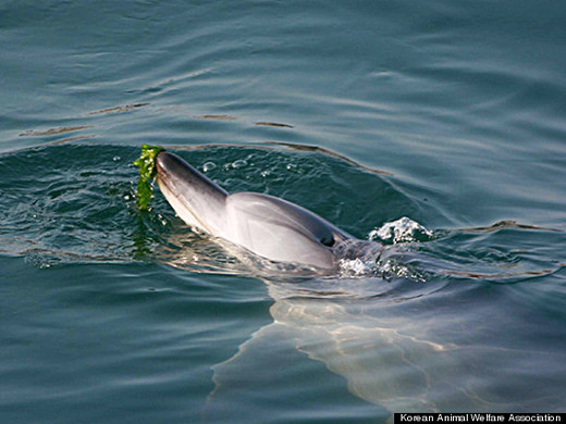 Sampal The Dolphin's Truly Magical Tale!