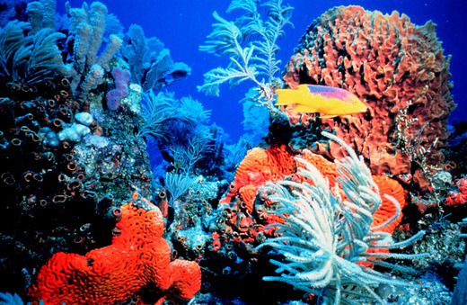 Are Coral Reefs Adapting to Climate Change?