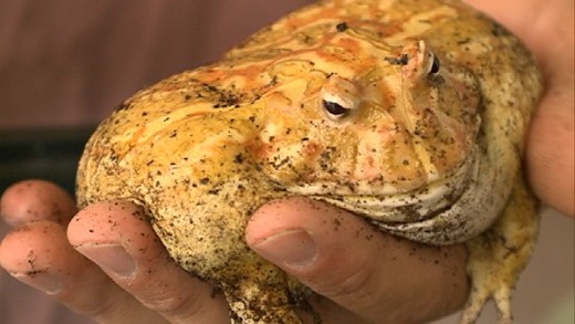 Looking For An Exotic Classroom Pet? Professor Bechtel May Be Able To Help!