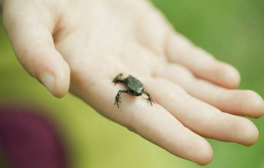 Tiny Frog Hears with its Mouth! 