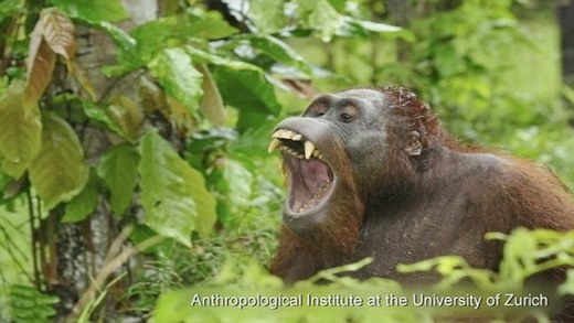 Orangutans Plan Their Days And Publicize Them Just Like Humans