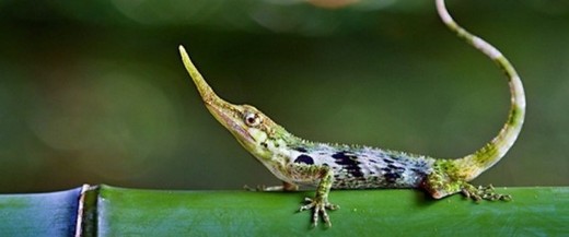 The Pinocchio Lizard Is Alive And Well - And That, Is No Lie!