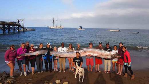 Two Rare Oarfish Discovered Off Southern California's Coast Within A Week