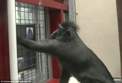 Even Macaques Need Computer Time To Relax!