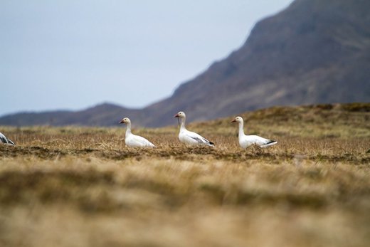 Alaska's Rat Island Returns To Being A Bird Paradise