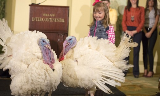 Two Lucky Turkeys Trot Away From Cranberry Sauce And Stuffing!