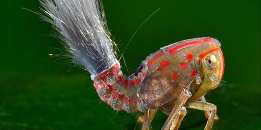Mysterious Troll-Haired Insect Discovered In South American Rainforest