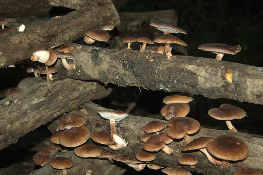 How The Ingenious Mushroom Creates Its Own Microclimate