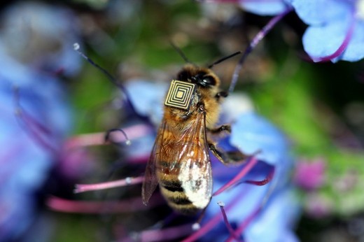 Why Australian Researchers Are 'Spying' On 5,000 Honey Bees