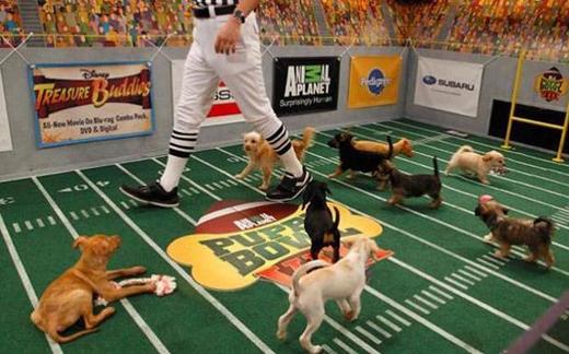 Not Into Football? Then You May Want To Check Out The Puppy Bowl!