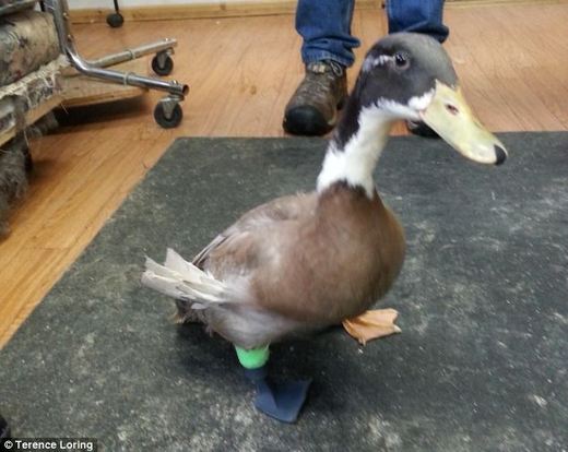 Dudley The Duck Gets A (3D Printed) Prosthetic Leg