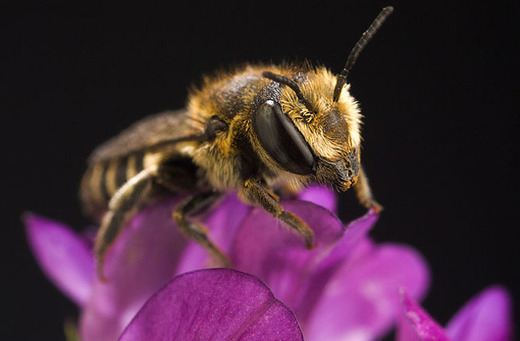 Urban Bees Respond to Littering by Adopting Innovative Nest-Building Techniques