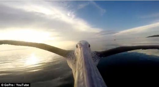 Orphaned Pelican Learns To Fly With Some Human Help
