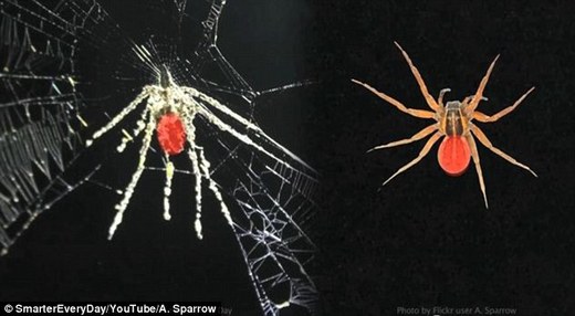 Crafty Spiders Build Decoys Of Themselves To Fool Predators