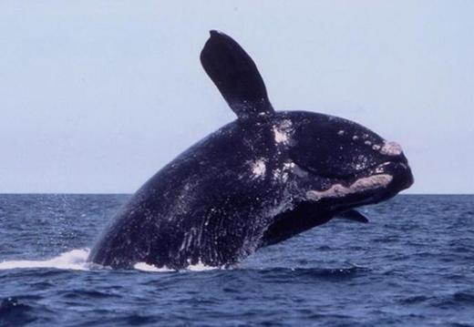 Can Changing Rope Color Help Save Endangered Whales?