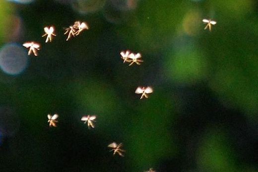 Think Fairies Are Real? So Does This Professor